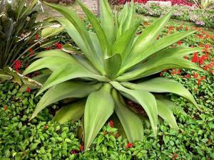 哪种芦荟胶去痘印好?芦荟胶怎么选购