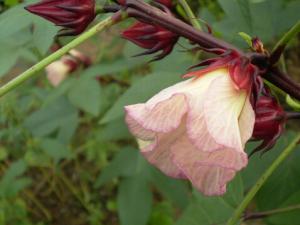 洛神花的介绍-洛神花的做法