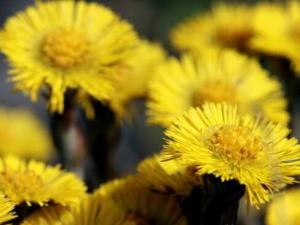 款冬花的介绍-款冬花的功效与作用