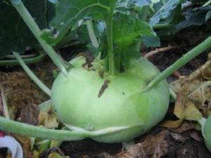 蔓菁有什么功效?蔓菁的营养价值及作用