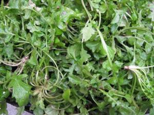 荠菜的营养价值,荠菜的功效,荠菜的作用