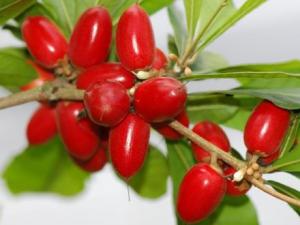 吃神秘果有什么好处?神秘果的功效与作用