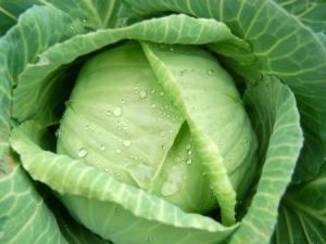 卷心菜的营养价值-卷心菜的功效与作用
