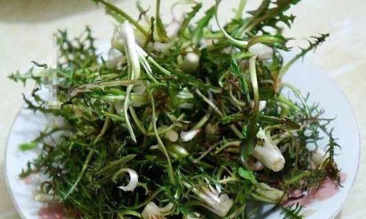 喉咙痛能喝蒲公英水吗?喝蒲公英水有哪些好处?