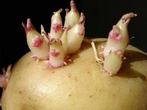 土豆怎么存放不宜发芽?土豆发芽了怎么办