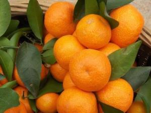 什么样的砂糖橘最甜?砂糖橘的挑选技巧