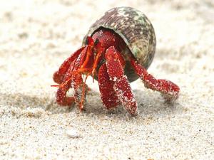 寄居蟹怎么养?养殖寄居蟹注意事项