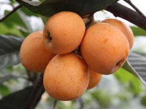 宝宝能吃枇杷吗?宝宝吃枇杷的做法