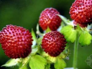 孕妇能吃蛇莓吗?孕妇吃蛇莓有什么好处