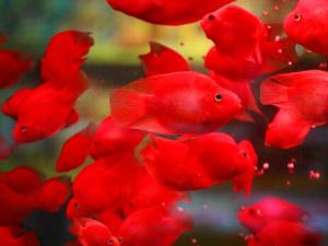 血鹦鹉的基本介绍-血鹦鹉的风水学应用