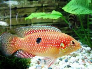 宝石鱼的风水学应用-宝石鱼的品种介绍