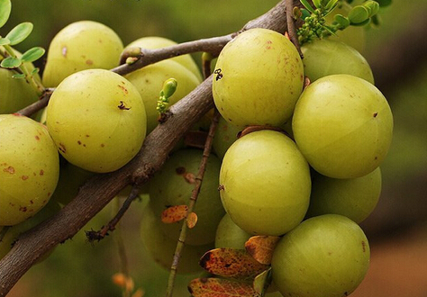 女性抗衰老应该吃什么?