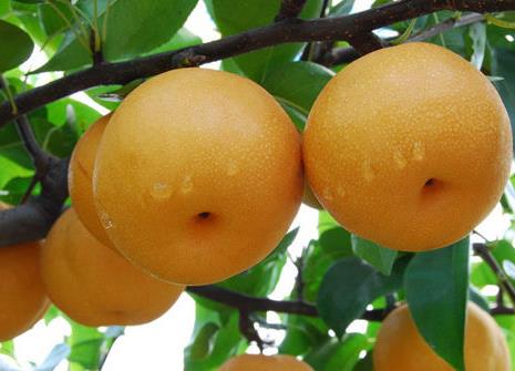 如何挑选梨?吃梨的注意事项