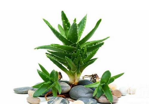 芦荟都可以吃吗?吃芦荟的注意事项