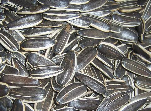 瓜子吃多了对身体好吗?瓜子吃多了有哪些危害