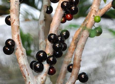 嘉宝果多少钱一斤?嘉宝果如何选购