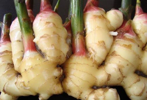 如何挑选新鲜的生姜?怎么辨别姜的好坏