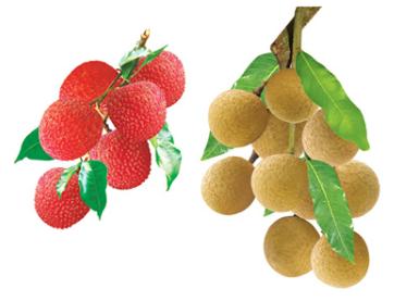 怎样挑选荔枝和龙眼?荔枝和龙眼选购方法