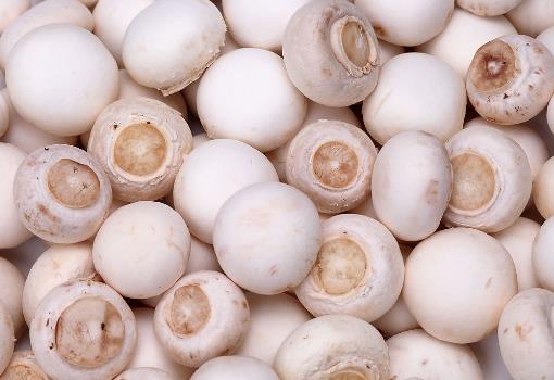 如何辨别漂白蘑菇?漂白蘑菇的鉴别方法