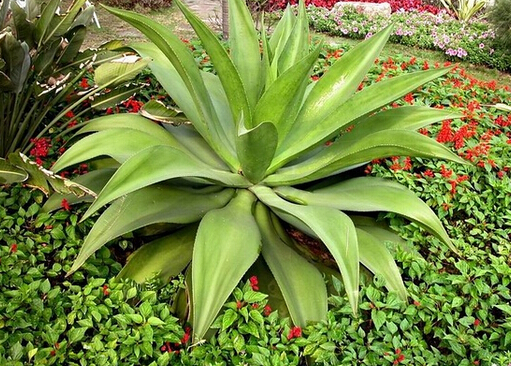 哪种芦荟胶去痘印好?芦荟胶怎么选购