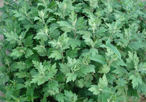 艾叶泡脚的功效与作用-孕妇能用艾叶泡脚吗?