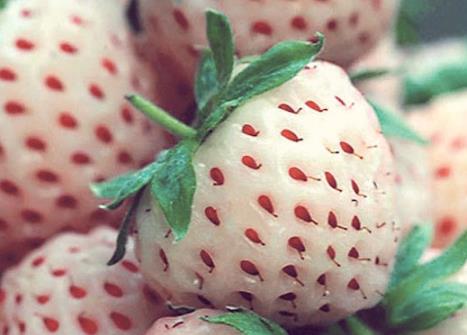 孕妇吃菠萝莓有什么好处?孕妇吃菠萝莓的注意事项