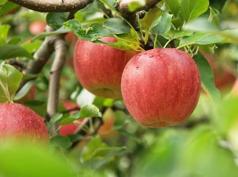 孕妇能吃苹果吗?孕妇吃苹果有什么好处