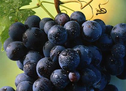 怀孕期间能吃葡萄吗?孕妇吃葡萄有什么好处