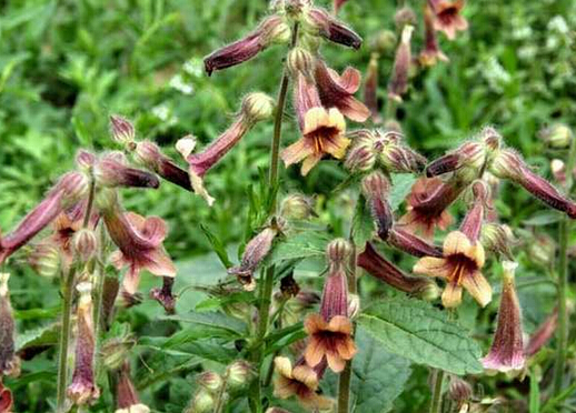 熟地是什么-熟地的功效与作用