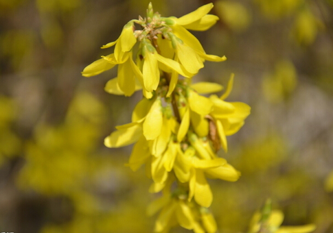 连翘的介绍-连翘的功效与作用