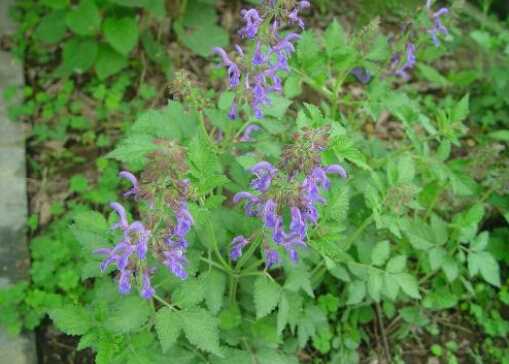 丹参的介绍-丹参的作用与功效