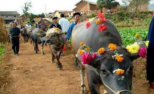 你听说过牛魂节吗?