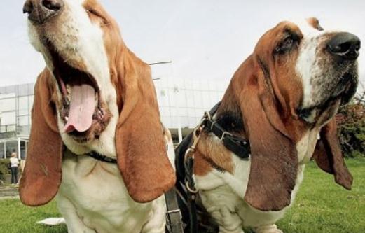 有什么可以治疗口臭的小偏方?