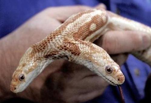 双头蛇惊现南京,经常自己互相厮咬