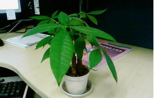 办公族养生须知:适合办公室的健康植物