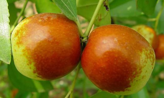 甜枣购买要决:一看二摸三要尝