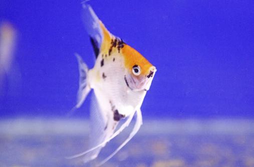 天使鱼怎么养?天使鱼有什么品种?