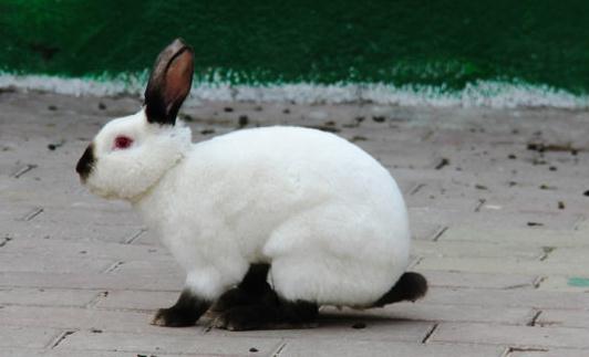 加利福尼亚兔怎么养?加利福尼亚兔养殖方法