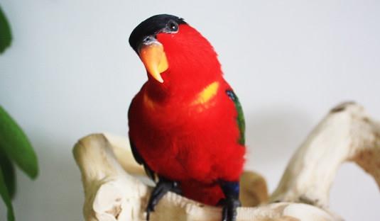 黄兜吸蜜鹦鹉多少钱能买?黄兜吸蜜鹦鹉的饲养方法