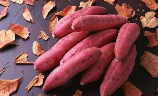 春节囤菜忙 教你红薯该怎么储存?