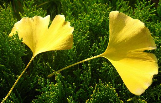 银杏叶可治老年痴呆