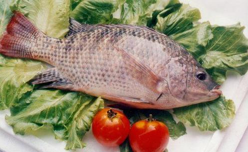 你真以为活鱼就是新鲜的吗?