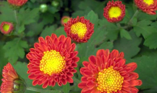 清明节去踏青?踏青提防光过敏