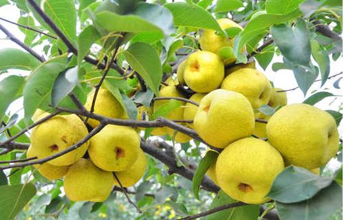 老人冬天吃3种水果能养生