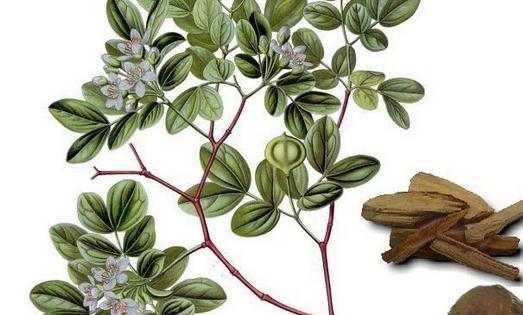 安息香精油的功效与作用是什么?