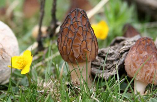 食用羊肚菌会有哪些好处?