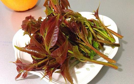 如何挑选香椿芽?香椿芽怎么吃最健康?