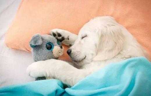 不吃晚饭会有什么危害?