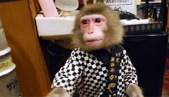 日本最火爆的餐厅之一 猴子当服务生,报酬只要香蕉