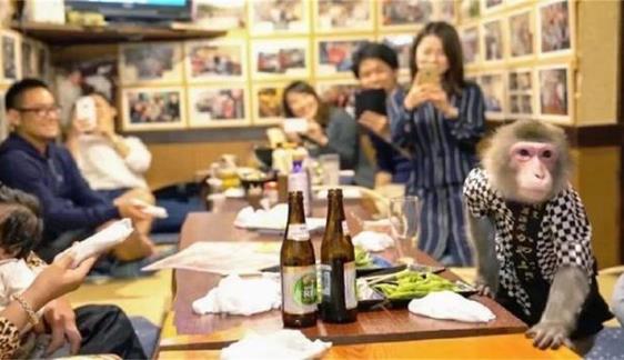 日本最火爆的餐厅之一 猴子当服务生,报酬只要香蕉